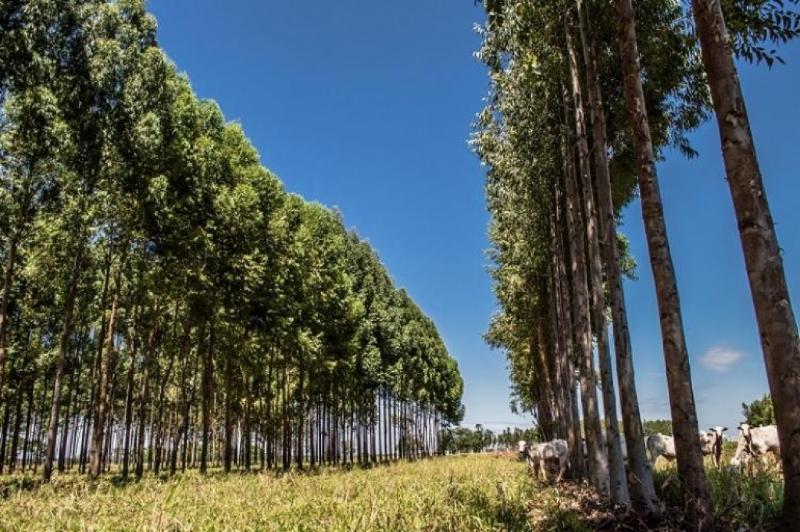 Área de florestas plantadas