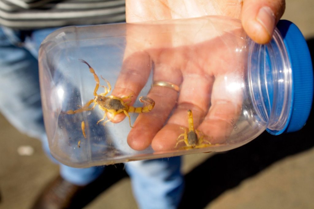 Em Três Lagoas, não há registro de mortes por picadas neste ano, mas o tipo mais comum e perigoso encontrado na cidade é o escorpião-amarelo (Tityus Serrulatus), espécie que se reproduz sozinha e possui alto grau de toxicidade. Foto: Arquivo.