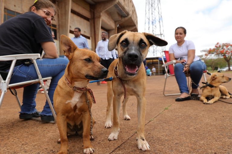 Programa de castração iniciou nesta segunda-feira e segue até o dia 12 para animais cadastrados pelos tutores – Foto: A. Frota
