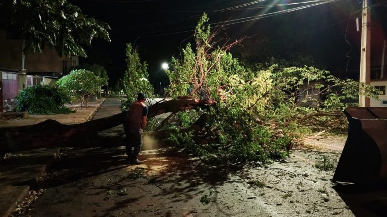 Árvores de grande porte caíram na cidade durante o temporal – Fotos: Defesa Civil