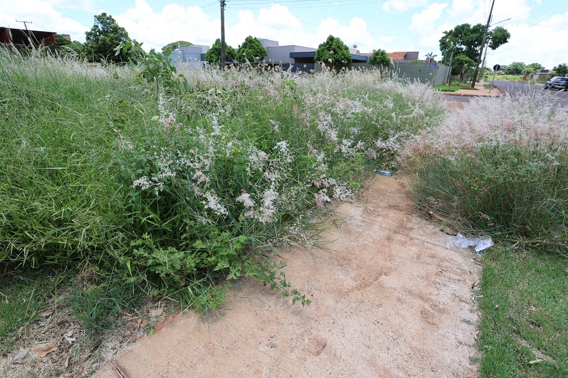 A iniciativa busca preservar a limpeza e a organização da cidade, especialmente diante do crescimento acelerado da vegetação provocado pelas chuvas – Foto: A. Frota