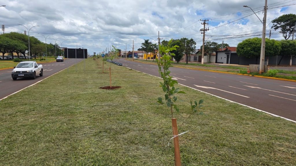 Canteiro central da Coronel Ponciano vai receber 280 mudas de ipês, nas cores roxo, amarelo e branco. Foto: Assecom