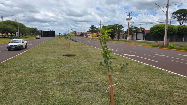 Canteiro central da Coronel Ponciano vai receber 280 mudas de ipês, nas cores roxo, amarelo e branco. Foto: Assecom