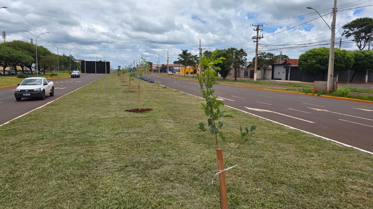 Canteiro central da Coronel Ponciano vai receber 280 mudas de ipês, nas cores roxo, amarelo e branco. Foto: Assecom