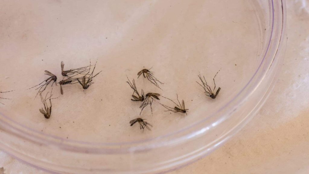 Aedes aegypti. (Nathalia Alcântara, Jornal Midiamax)