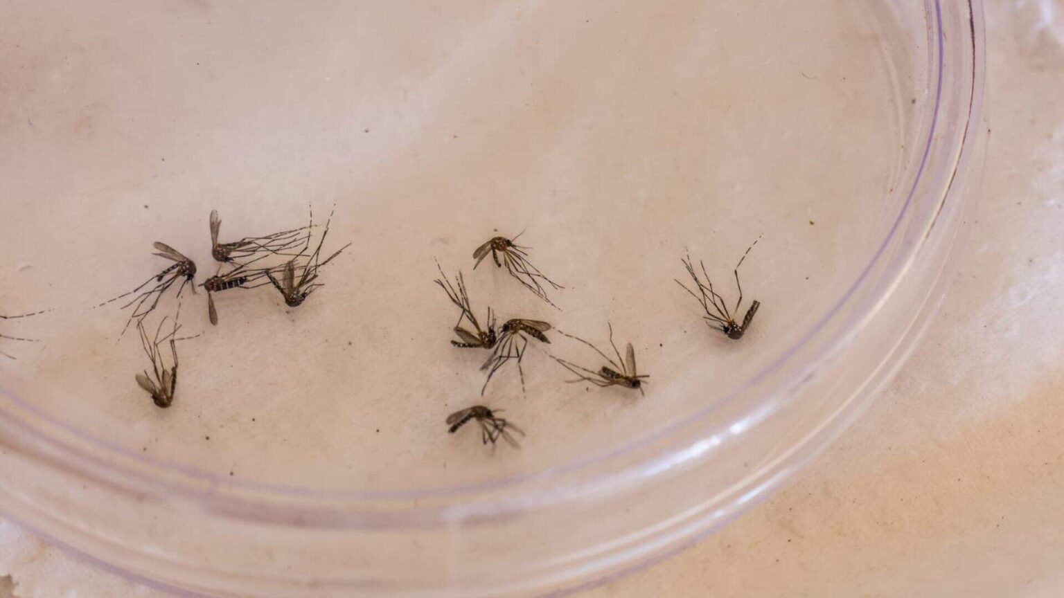 Aedes aegypti. (Nathalia Alcântara, Jornal Midiamax)