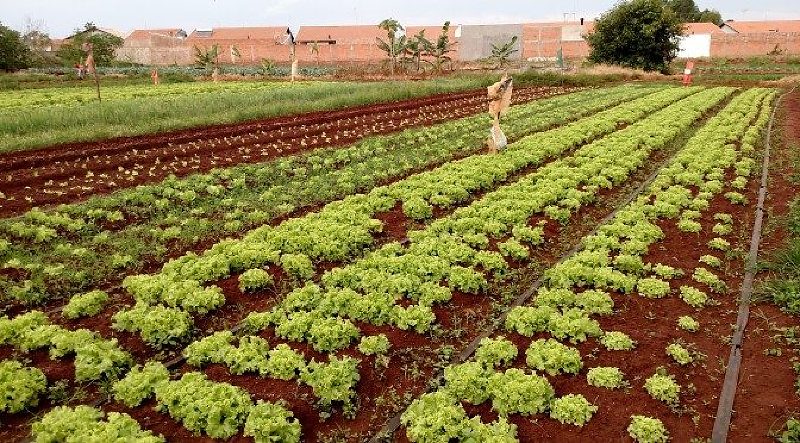 Prefeitura sanciona programa de aquisição de alimentos da agricultura familiar
