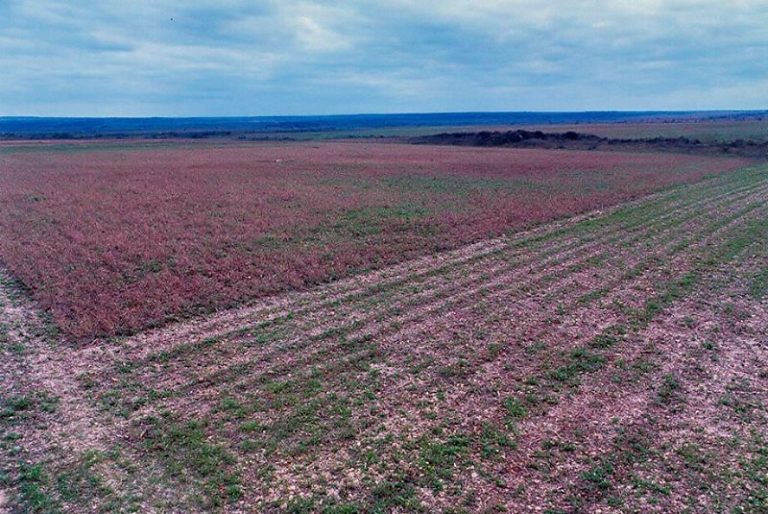 Inquérito apura possível retirada irregular de quase 30 hectares