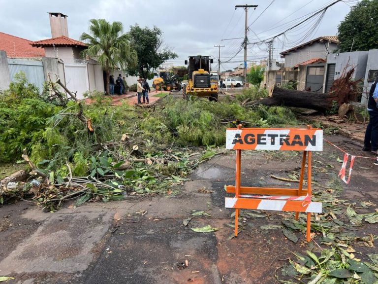 Cavalete da Agetran interditando rua, restos de uma árvore que havia tombado e máquinas trabalhando ao fundo (Foto: Roberto Ajala)